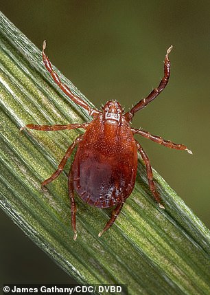 Lyme-Borreliose ist eine bakterielle Infektion, die durch einen Zeckenstich übertragen wird.  Es verursacht einen runden Ausschlag und kann grippeähnliche Symptome auslösen, bessert sich aber normalerweise mit Antibiotika innerhalb von Wochen oder Monaten.  Im Bild: Zeckenbestand