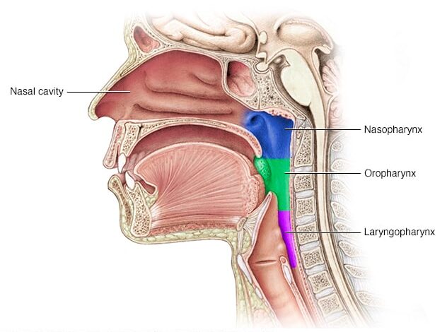 Teile des Rachens (Pharynx)
