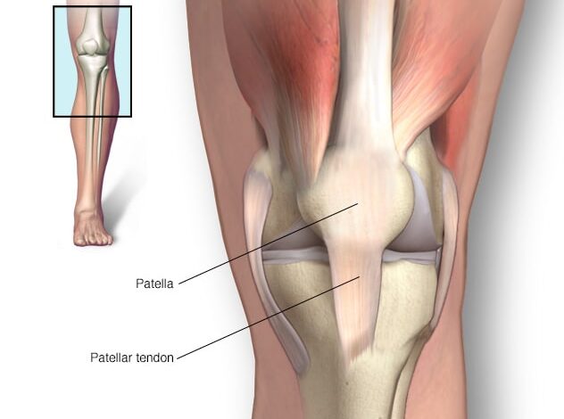Abbildung des Knies mit Patella und Patellasehne