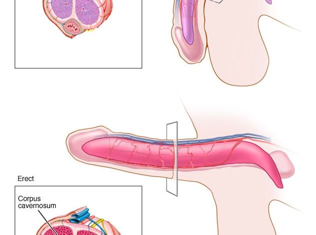 Was passiert mit dem Penis während einer Erektion?