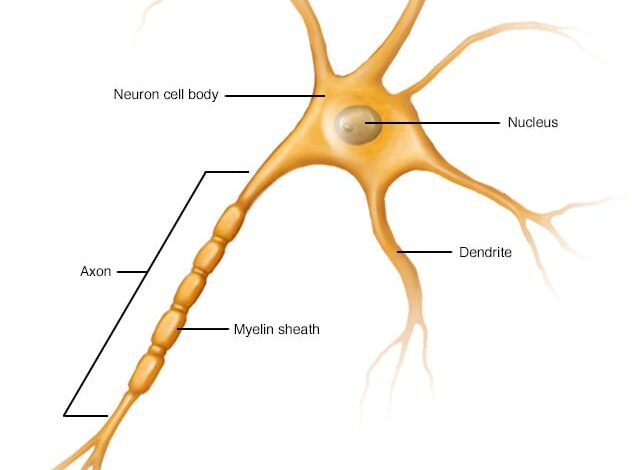 Nervenzellen mit Axon und Dendriten