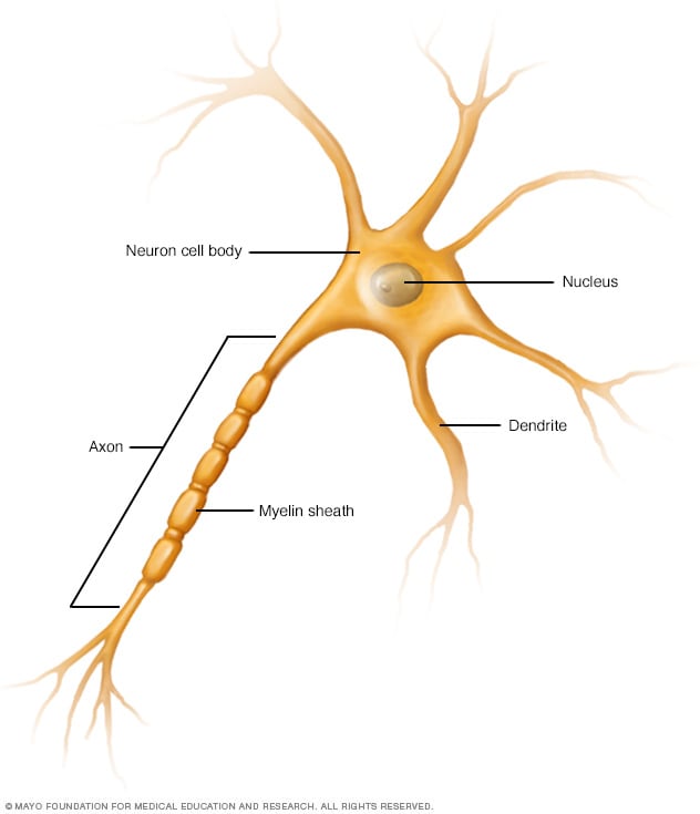 Nervenzellen mit Axon und Dendriten