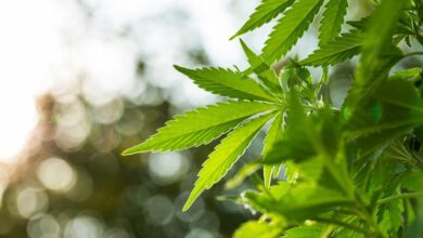 Study: Relationship between marijuana use and Overactive Bladder (OAB): a cross-sectional research of National Health and Nutrition Examination Survey (NHANES) 2005 to 2018. Image Credit: Jan Faukner / Shutterstock.com