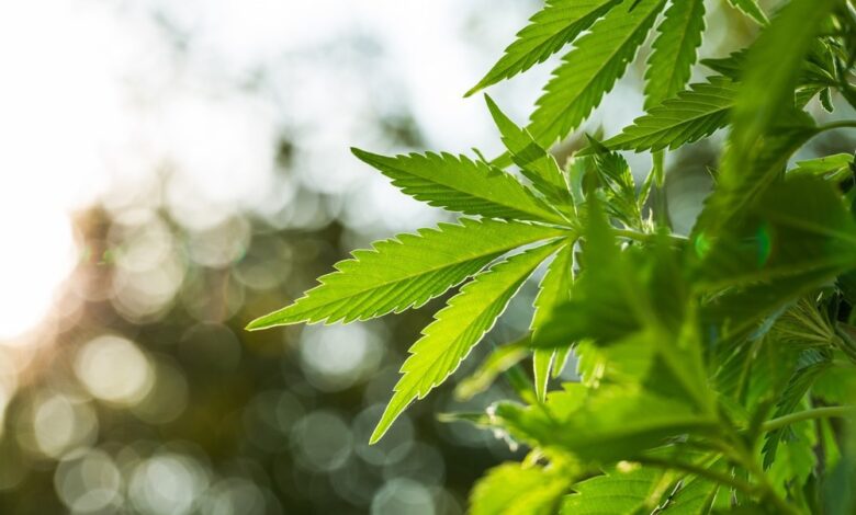 Study: Relationship between marijuana use and Overactive Bladder (OAB): a cross-sectional research of National Health and Nutrition Examination Survey (NHANES) 2005 to 2018. Image Credit: Jan Faukner / Shutterstock.com