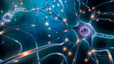 Study: The neurons that restore walking after paralysis. Image Credit: MattLphotography / Shutterstock