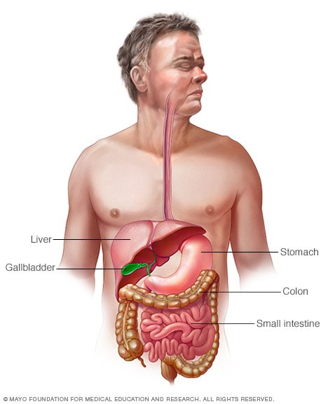 Illustration des Verdauungssystems im menschlichen Körper
