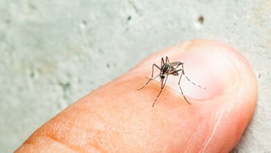 Study: Differential mosquito attraction to humans is associated with skin-derived carboxylic acid levels. Image Credit: Fendizz / Shutterstock