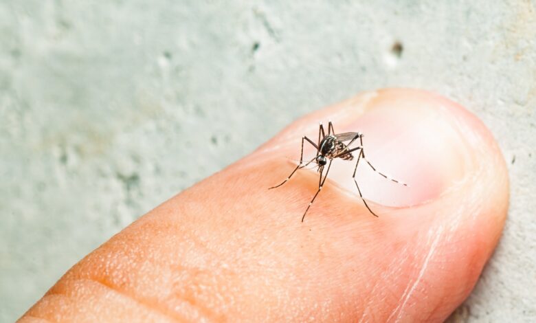 Study: Differential mosquito attraction to humans is associated with skin-derived carboxylic acid levels. Image Credit: Fendizz / Shutterstock