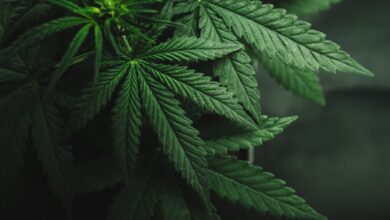 Study: High Potency Cannabis Use in Adolescence. Image Credit: Yarygin/Shutterstock