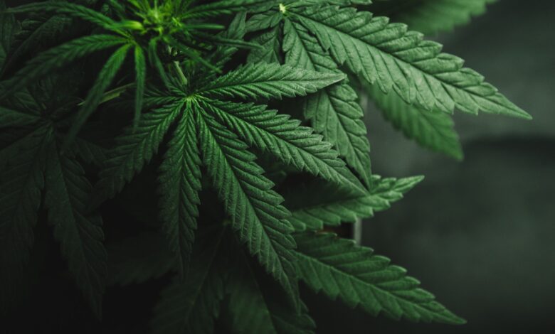 Study: High Potency Cannabis Use in Adolescence. Image Credit: Yarygin/Shutterstock