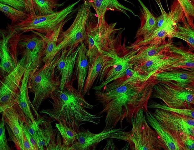 Wissenschaftler entwickeln eine neue elektrochemische Sensorplattform zur Überwachung von vaskularisierten Gewebemodellen