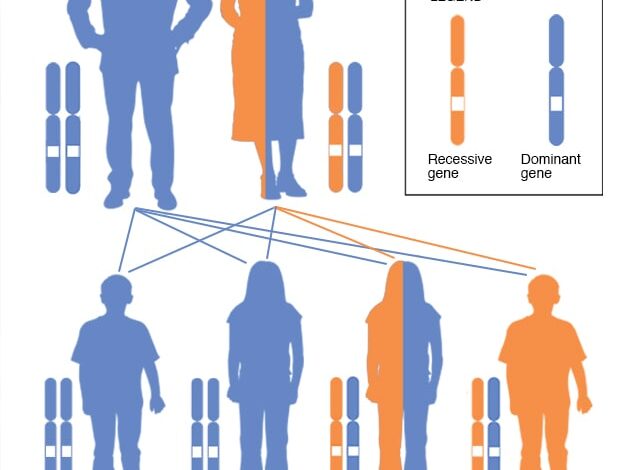 X-chromosomal-rezessives Vererbungsmuster mit Trägermutter
