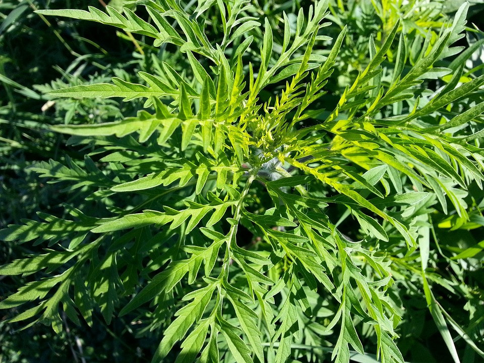Ragweed-Blüte in Wien: Allergiker müssen sich auf hohe Pollenwerte einstellen
